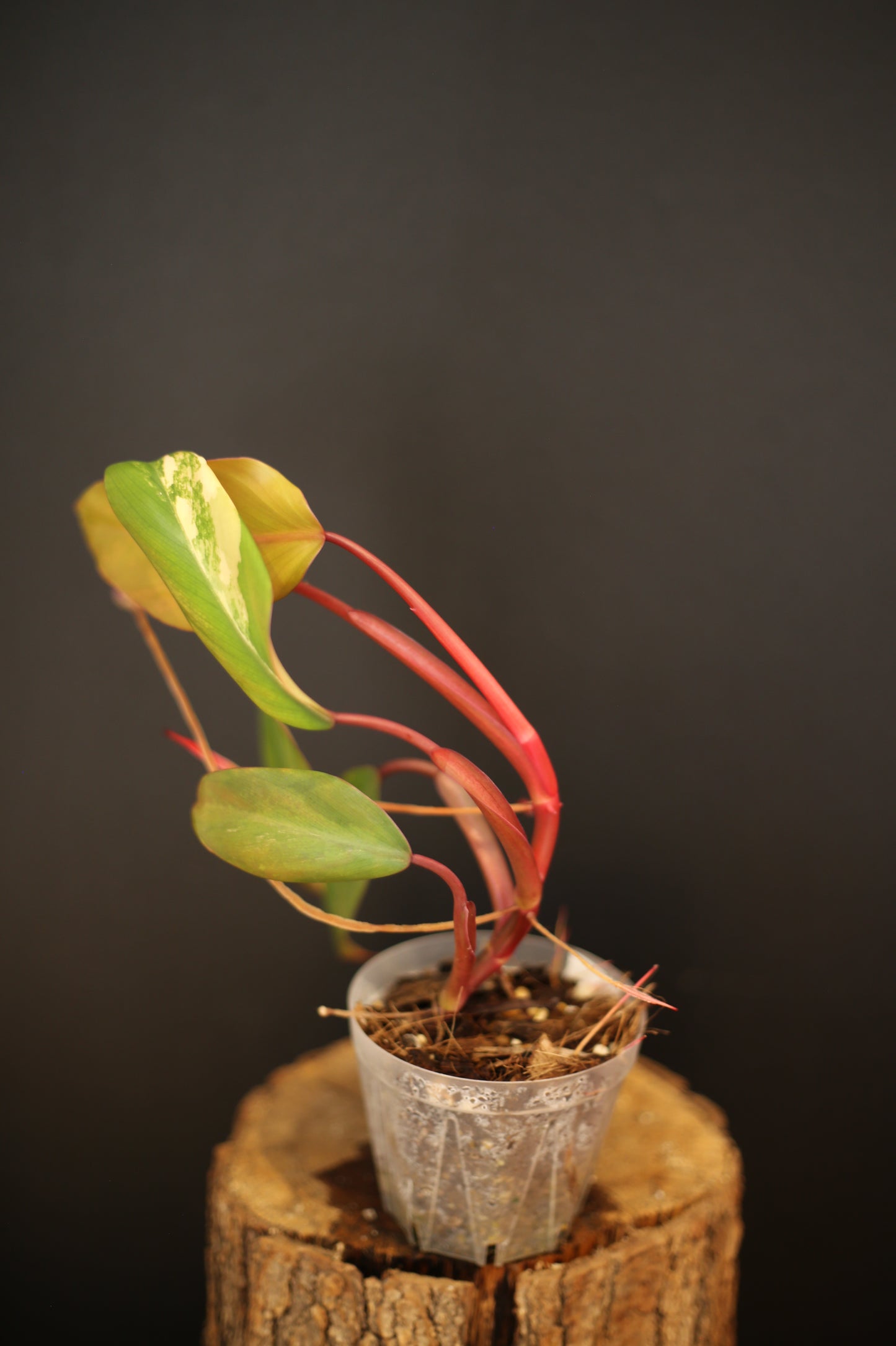 Philodendron Strawberry Shake Variegata - Yellow Green Variegation - Vibrant Colour Form - Rooted Plant UK