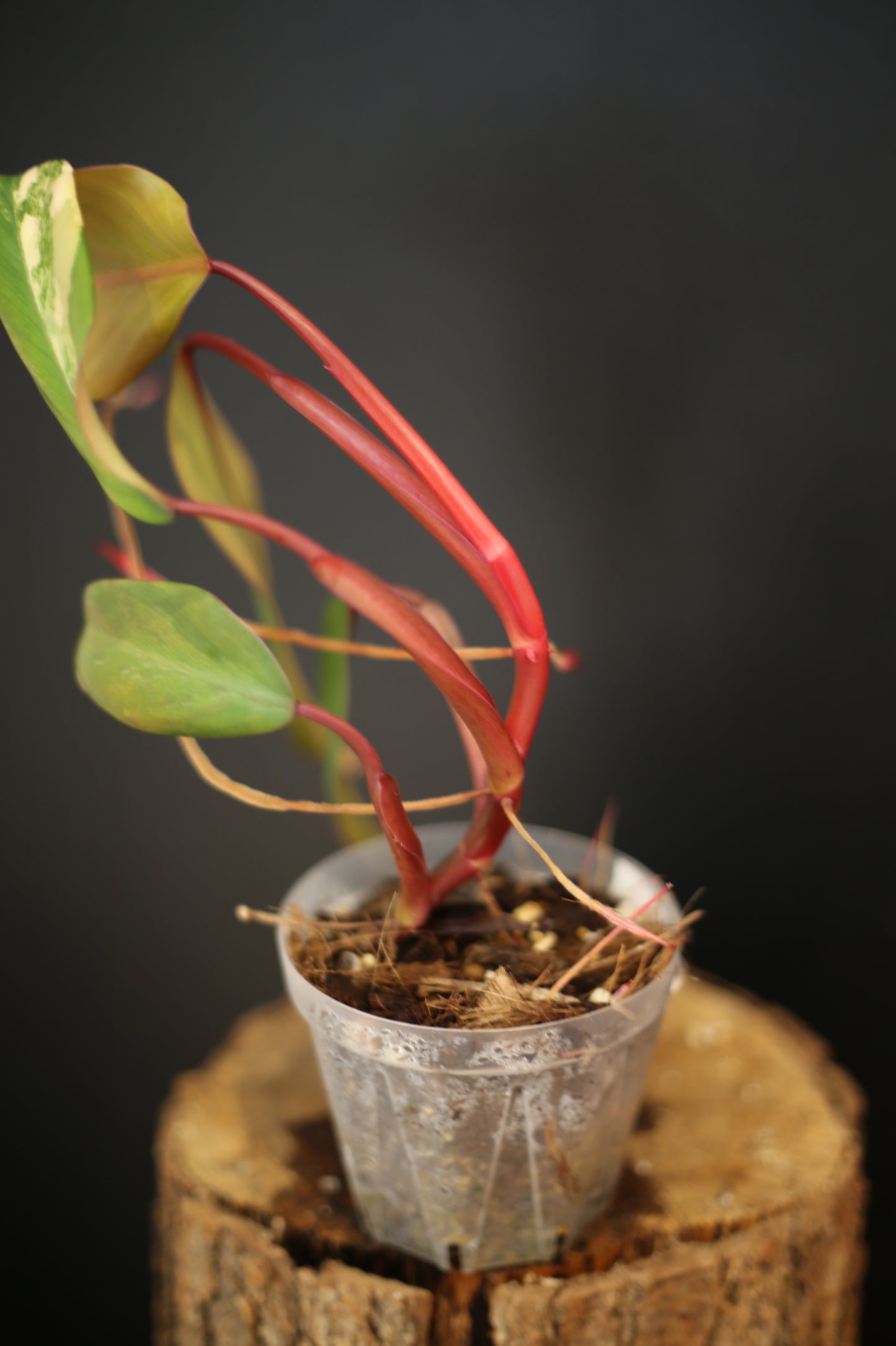 Philodendron Strawberry Shake Variegata - Yellow Green Variegation - Vibrant Colour Form - Rooted Plant UK