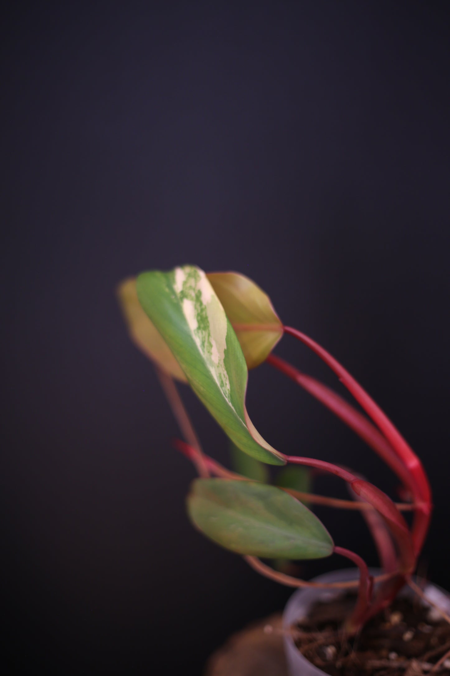 Philodendron Strawberry Shake Variegata - Yellow Green Variegation - Vibrant Colour Form - Rooted Plant UK
