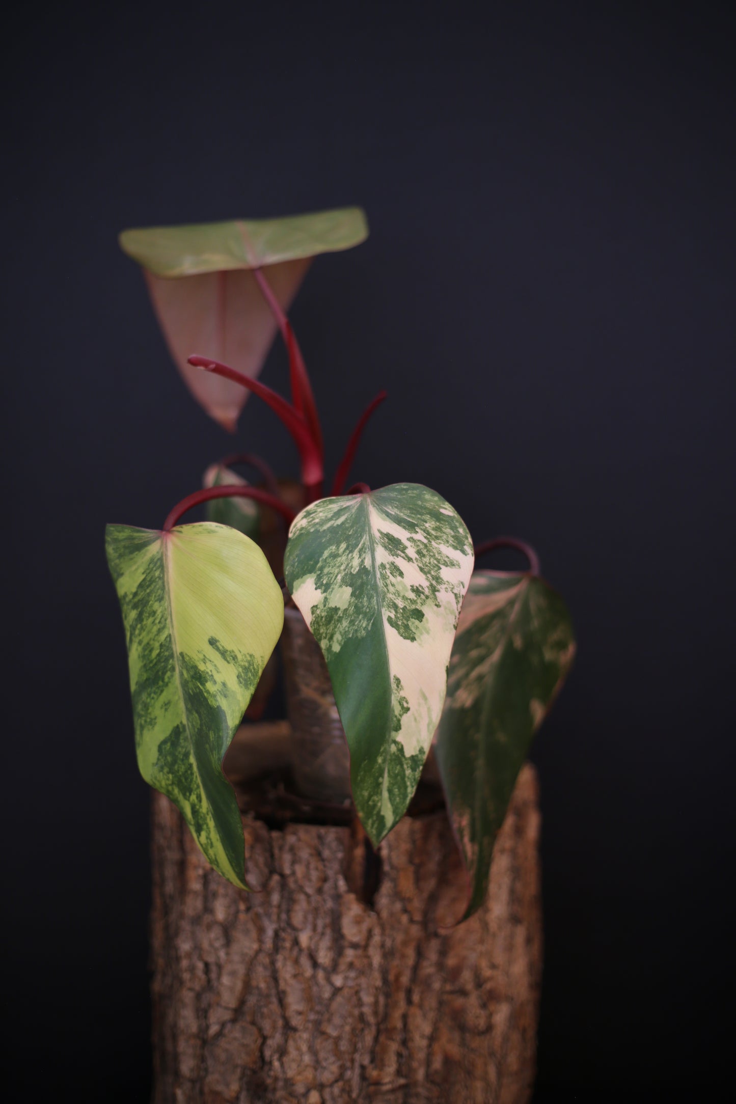 Philodendron Strawberry Shake Variegata - Red Petioles - Multi Colour Variegation - Rooted Plant UK