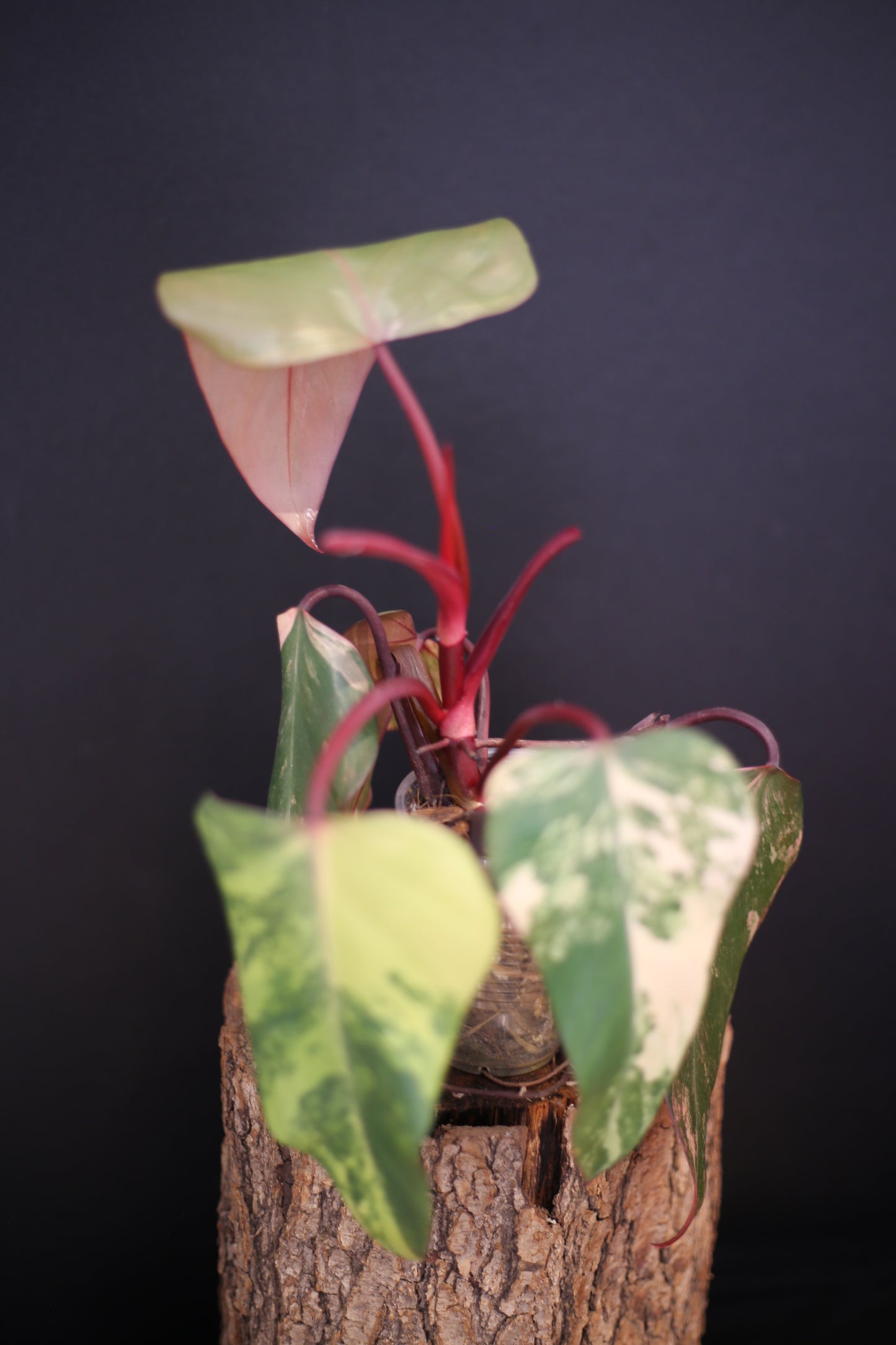 Philodendron Strawberry Shake Variegata - Red Petioles - Multi Colour Variegation - Rooted Plant UK