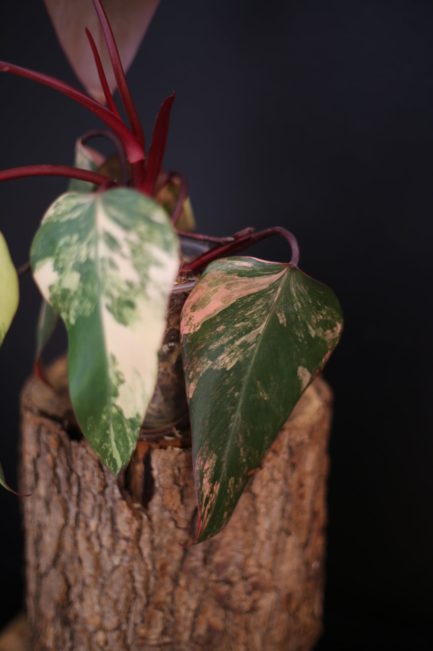 Philodendron Strawberry Shake Variegata - Red Petioles - Multi Colour Variegation - Rooted Plant UK
