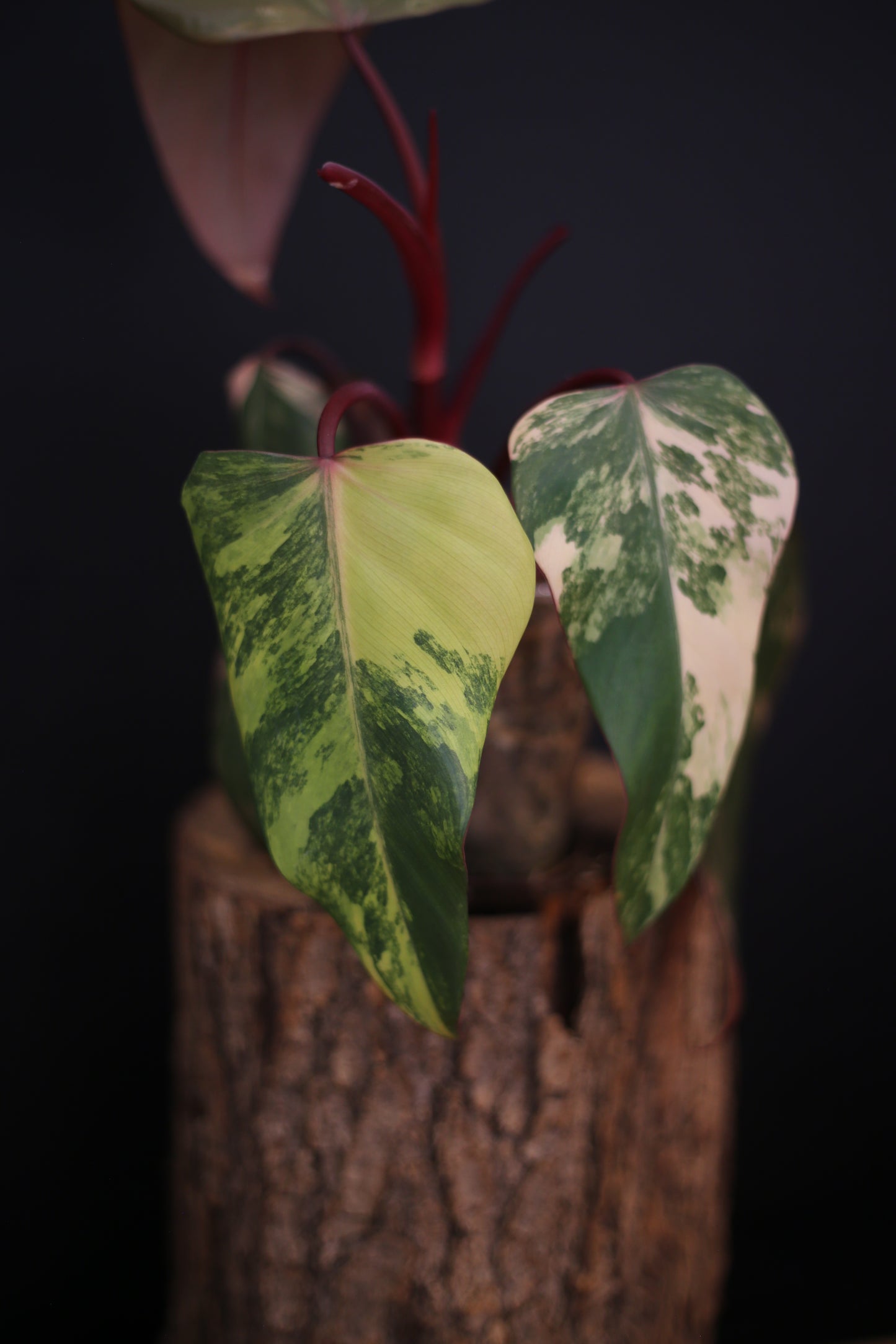 Philodendron Strawberry Shake Variegata - Red Petioles - Multi Colour Variegation - Rooted Plant UK