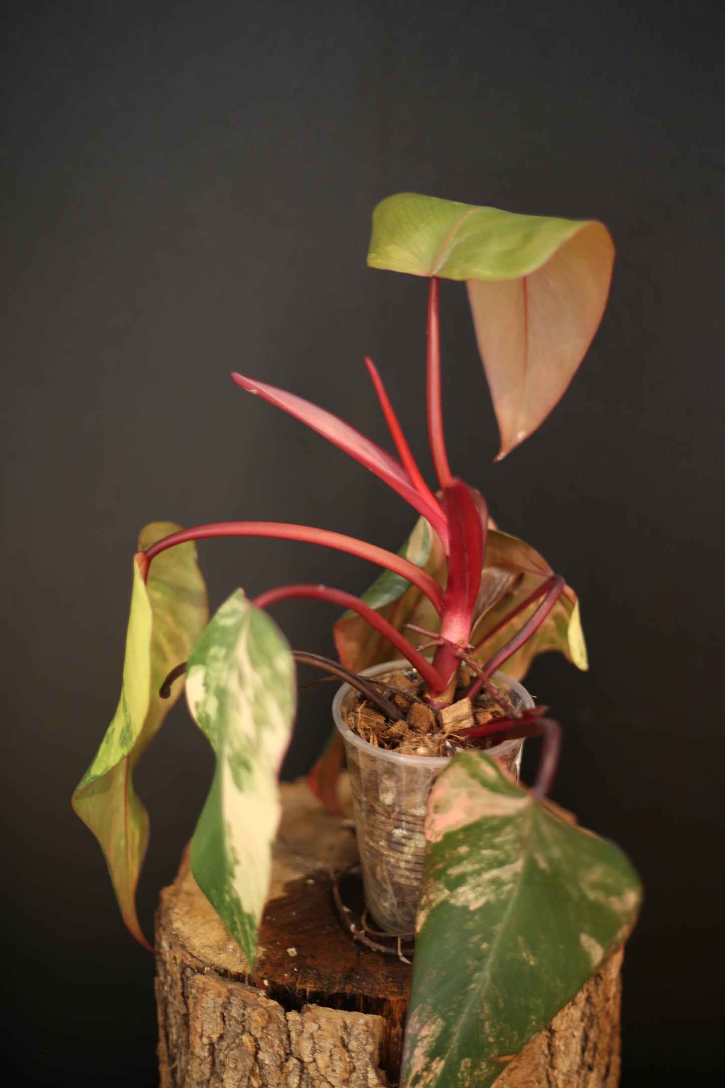 Philodendron Strawberry Shake Variegata - Red Petioles - Multi Colour Variegation - Rooted Plant UK