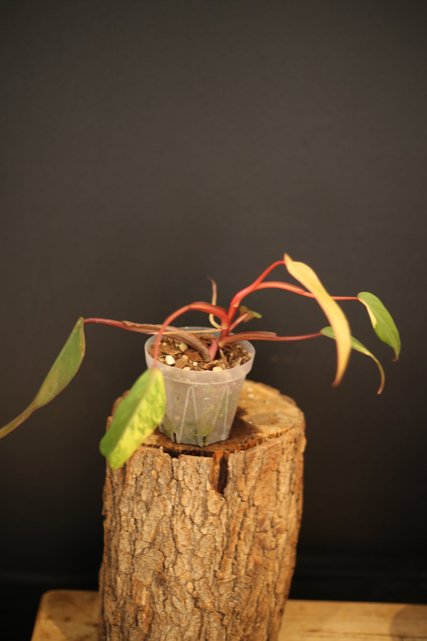 Philodendron Strawberry Shake Variegata - Red Petioles - Multi Colour Variegation - Rooted Plant UK