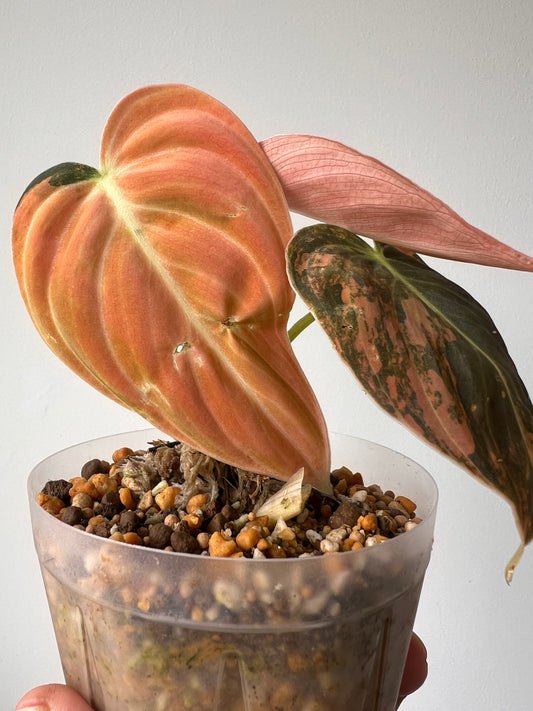 Super rare Philodendron melanochrysum Bonfire Orange Variegated / You can get what you see!