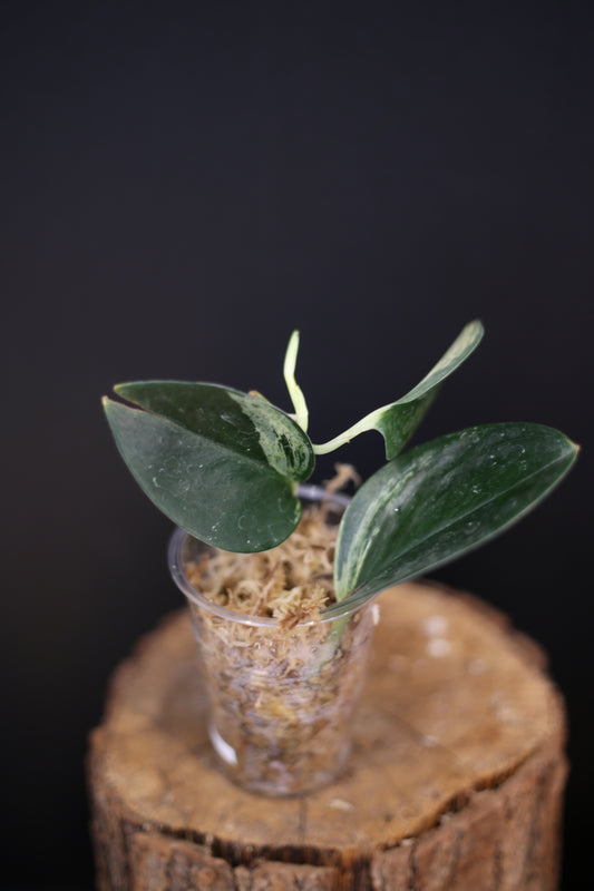 Scindapsus Dark Form Variegated - Rare Aroid Houseplant | UK Grown