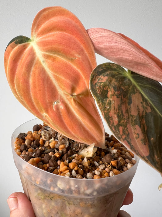 Super rare Philodendron melanochrysum Bonfire Orange Variegated / You can get what you see!