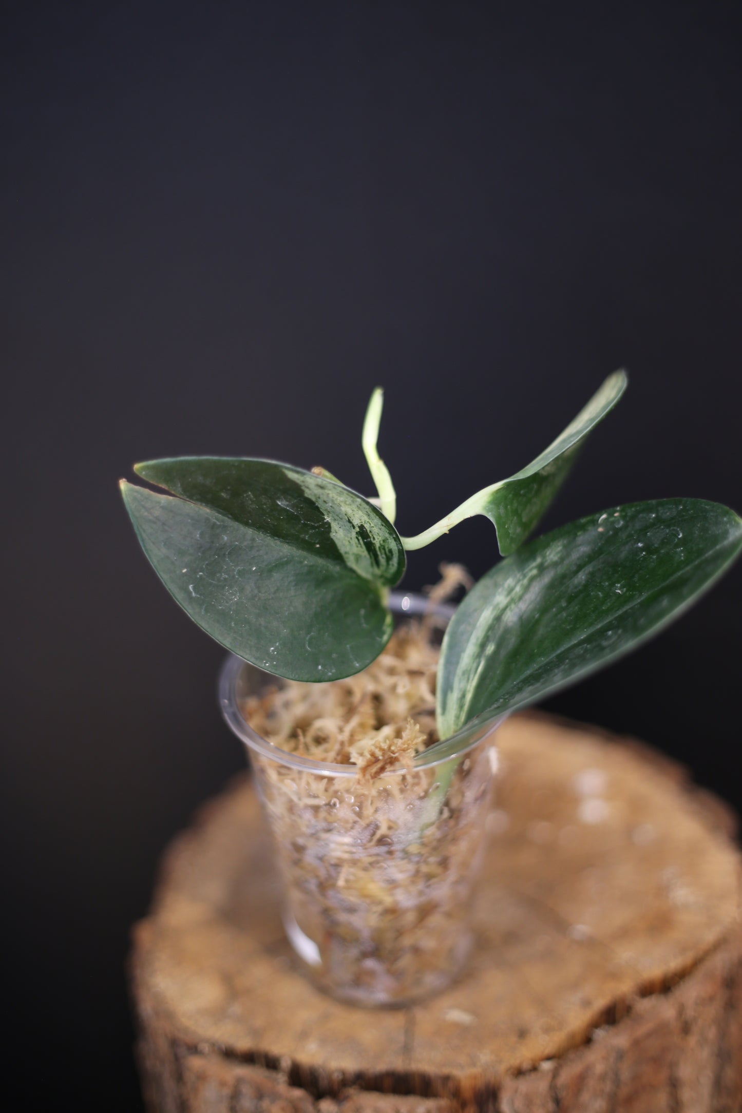 Scindapsus Dark Form Variegated - Rare Aroid Houseplant | UK Grown