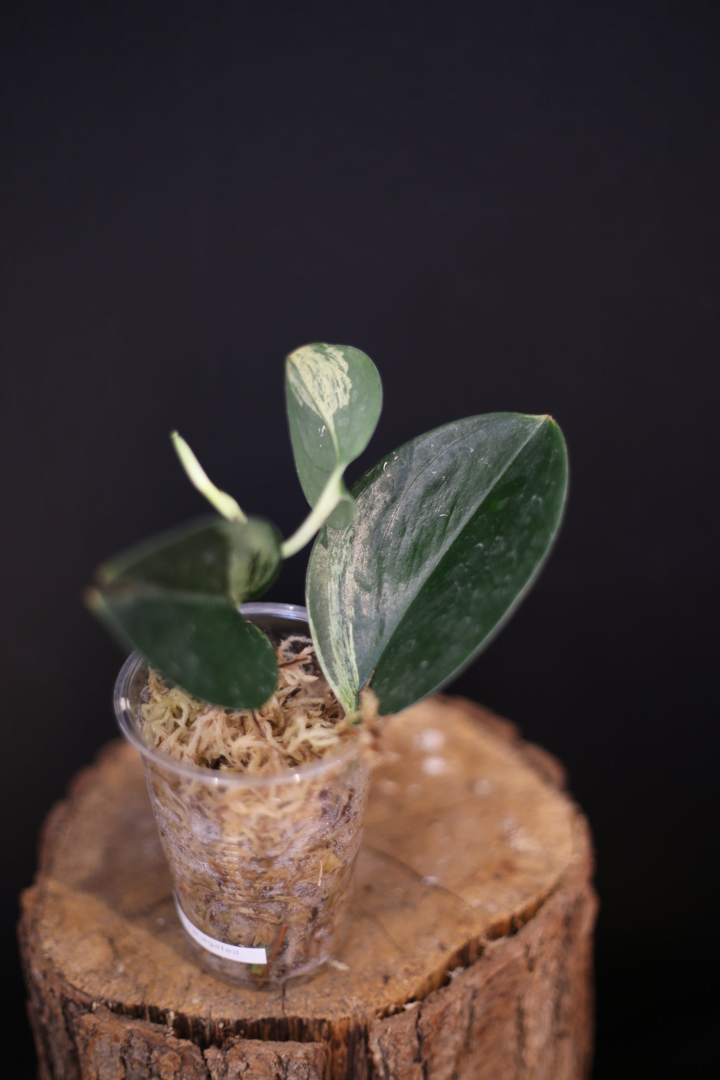 Scindapsus Dark Form Variegated - Rare Aroid Houseplant | UK Grown