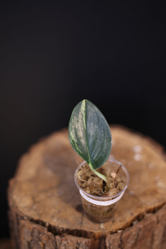 Rare Scindapsus Dark Form Variegated | Deep Foliage Trailing Plant