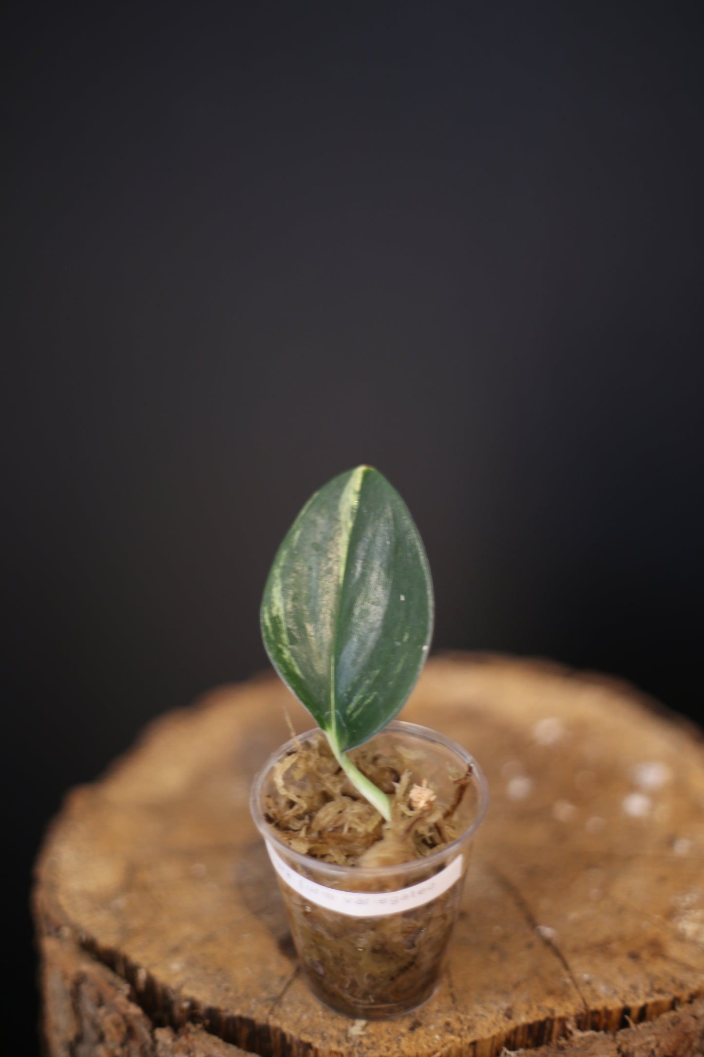 Rare Scindapsus Dark Form Variegated | Deep Foliage Trailing Plant