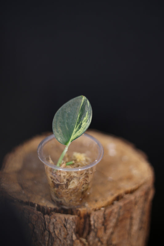 Scindapsus Dark Form Variegated | Silver Marbled Rare Houseplant