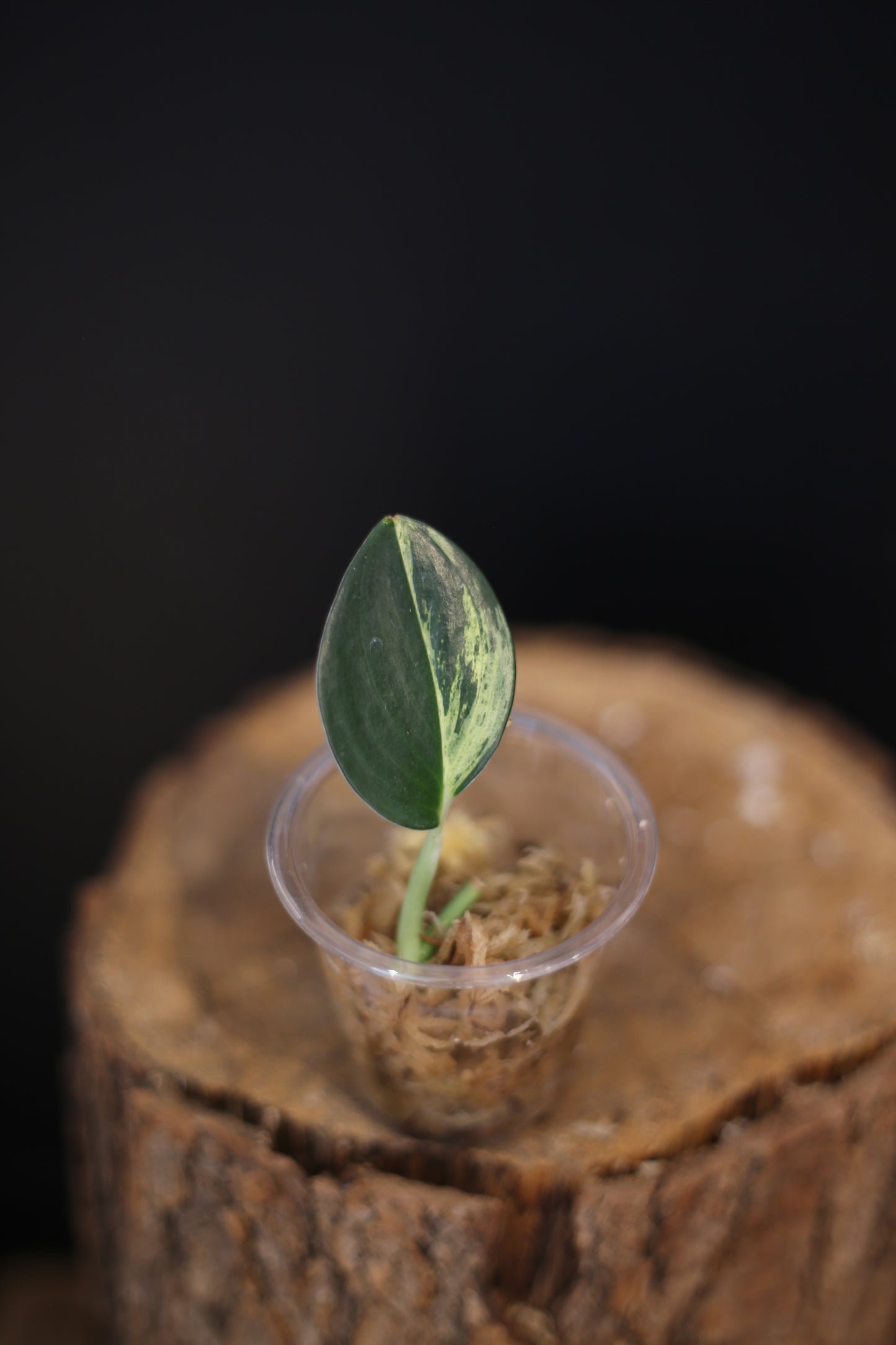 Scindapsus Dark Form Variegated | Silver Marbled Rare Houseplant