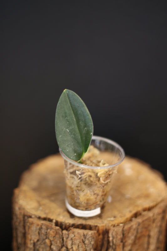 Scindapsus Dark Form Variegated - Collector Aroid | Easy Care