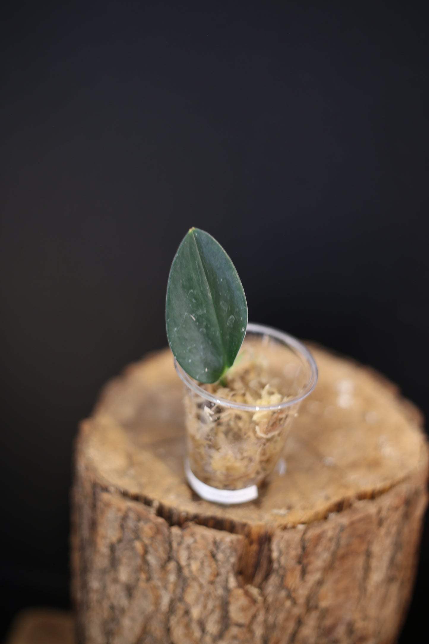 Scindapsus Dark Form Variegated - Collector Aroid | Easy Care