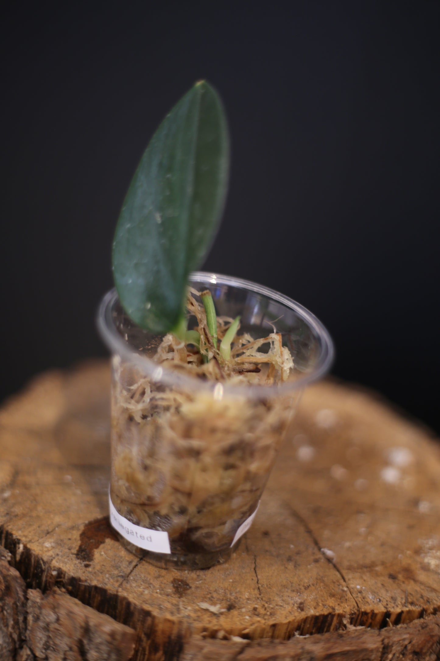 Scindapsus Dark Form Variegated - Collector Aroid | Easy Care