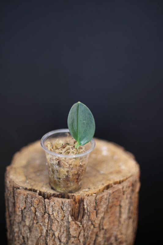 Rare Scindapsus Dark Form Variegated Plant | Bright Indirect Light