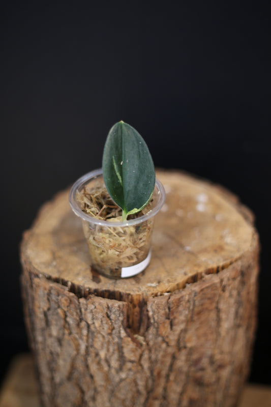 Scindapsus Dark Form Variegated | Trailing Statement Houseplant