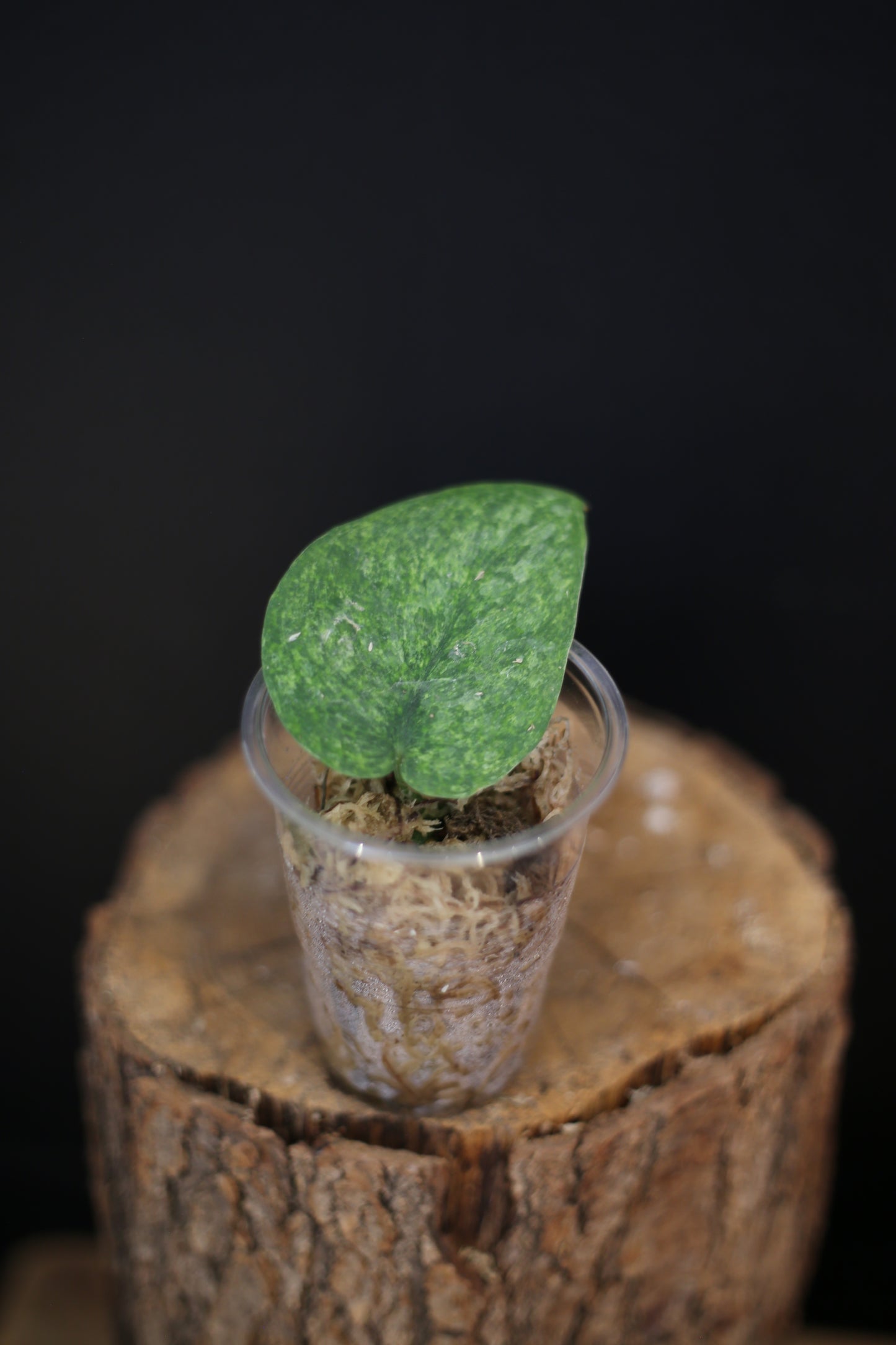 Scindapsus Exotica Golden Mint | Rare Variegated Trailing Houseplant UK