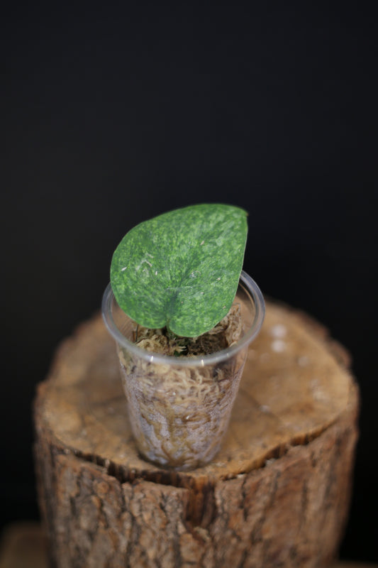 Scindapsus Exotica Golden Mint | Rare Variegated Trailing Houseplant UK