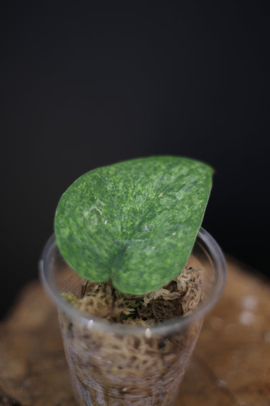 Scindapsus Exotica Golden Mint | Rare Variegated Trailing Houseplant UK