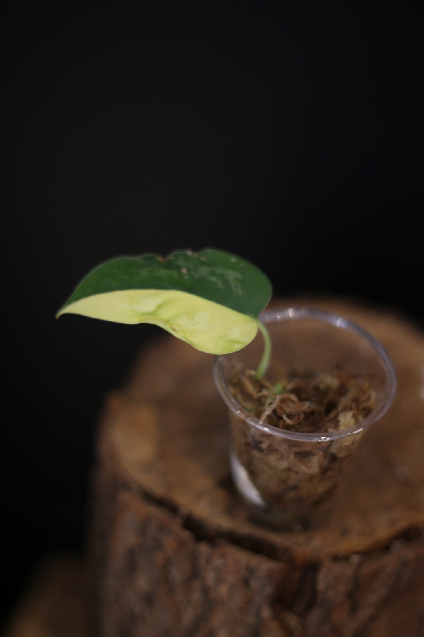 Scindapsus Suwarnabhumi Variegated | Rare Silver Aroid Houseplant UK