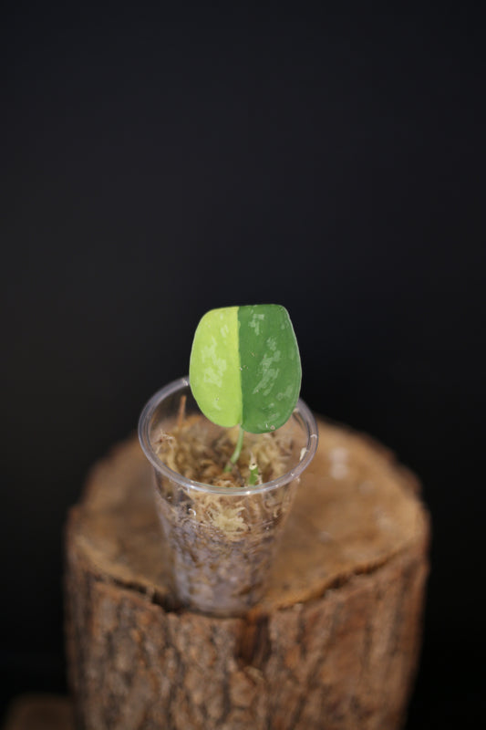 Rare Scindapsus Suwarnabhumi Variegated | Marbled Trailing Plant