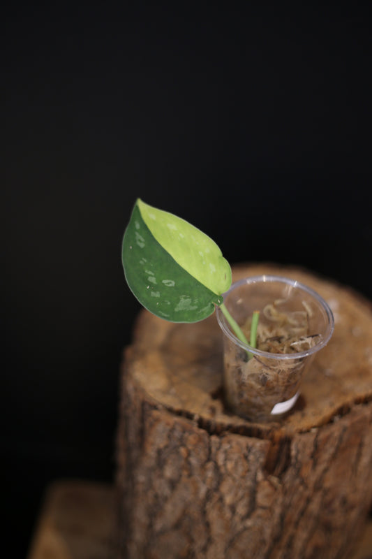 Scindapsus Suwarnabhumi Variegated | Collector Variegated Houseplant