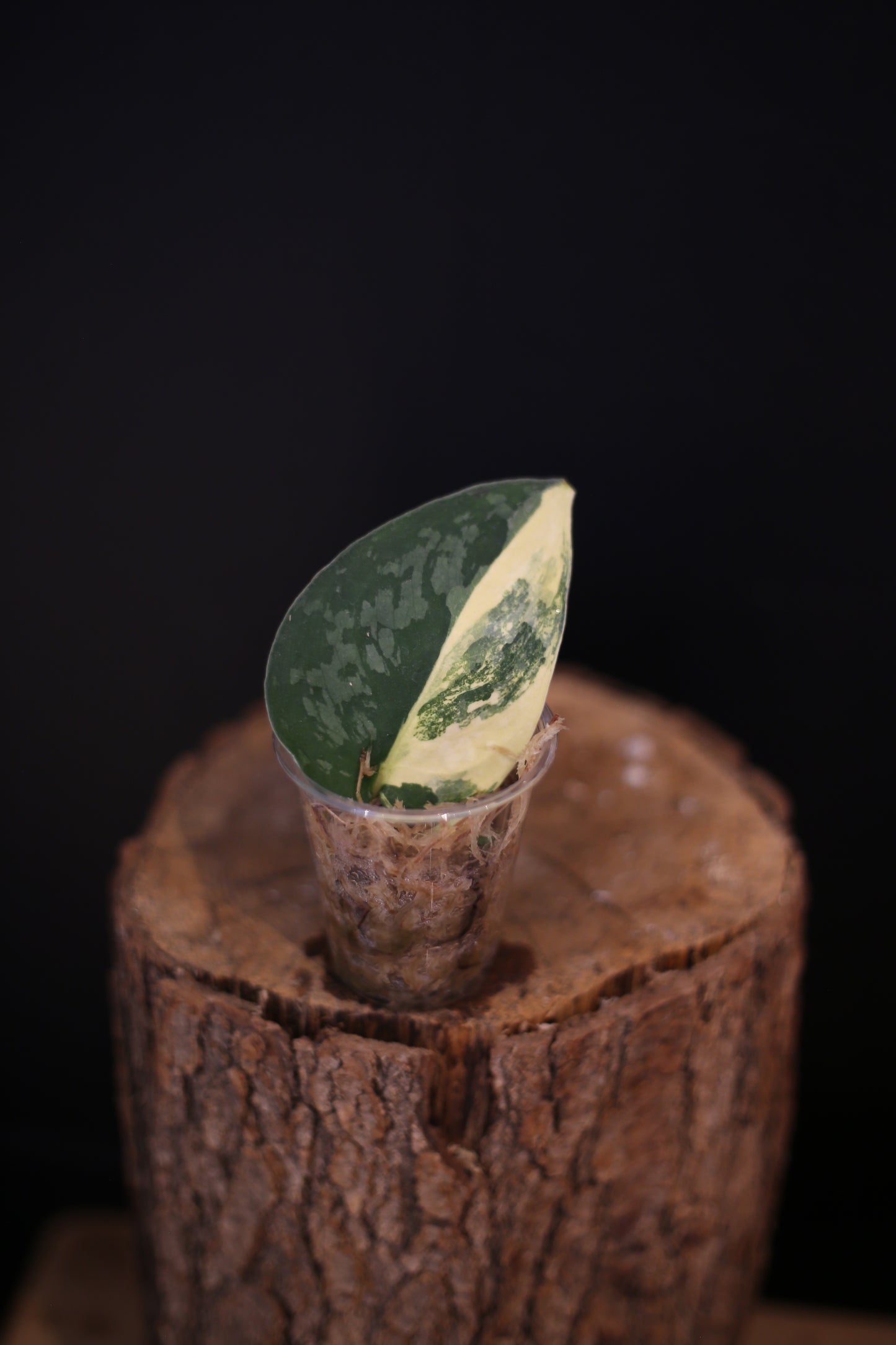 Scindapsus Suwarnabhumi Variegated potted | Collector Variegated Houseplant