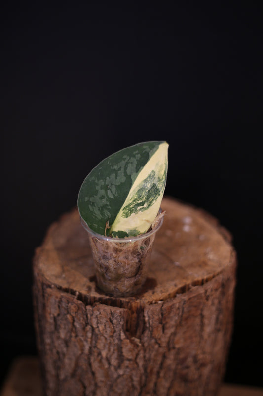 Scindapsus Suwarnabhumi Variegated potted | Collector Variegated Houseplant