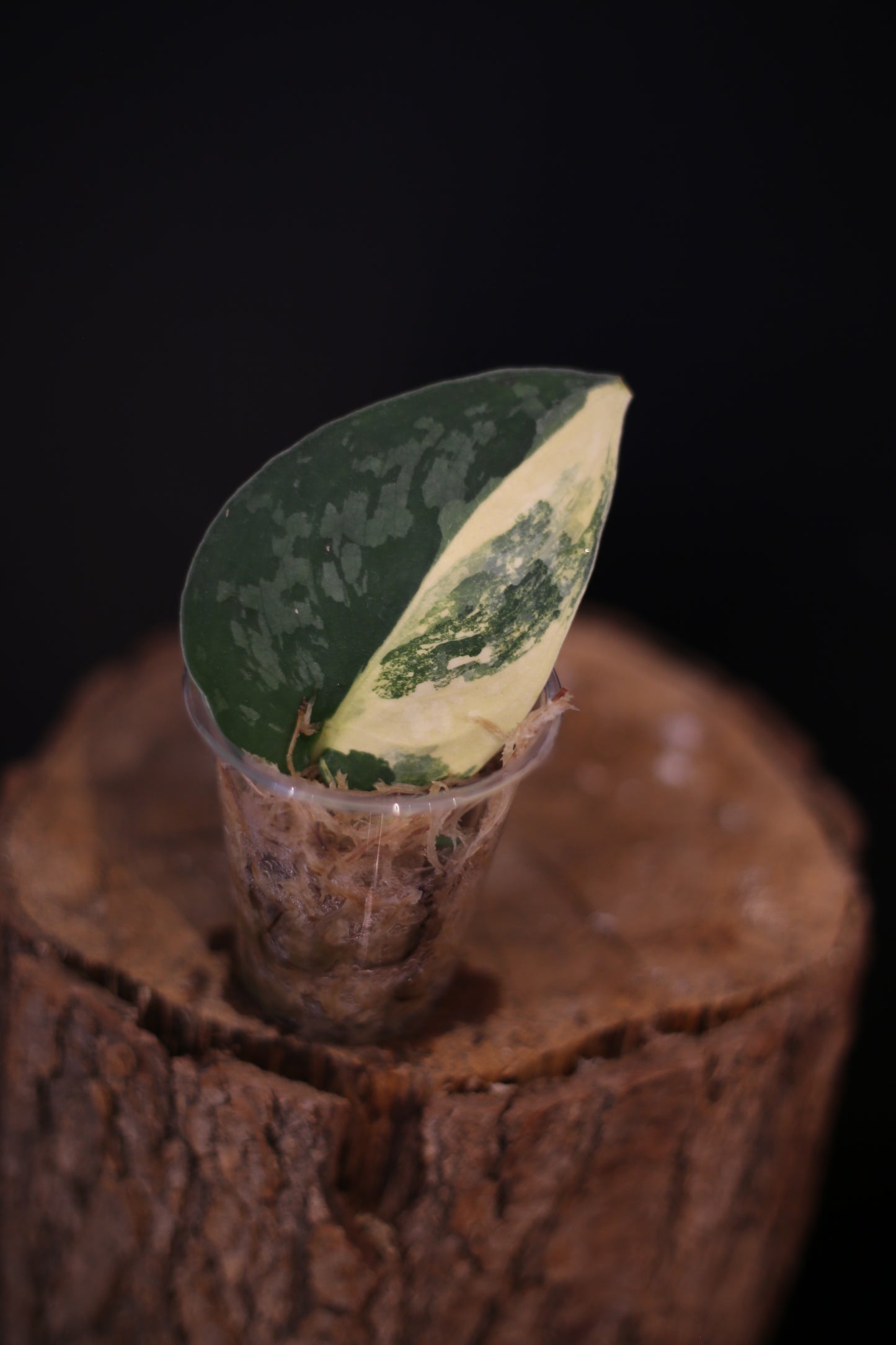 Scindapsus Suwarnabhumi Variegated potted | Collector Variegated Houseplant