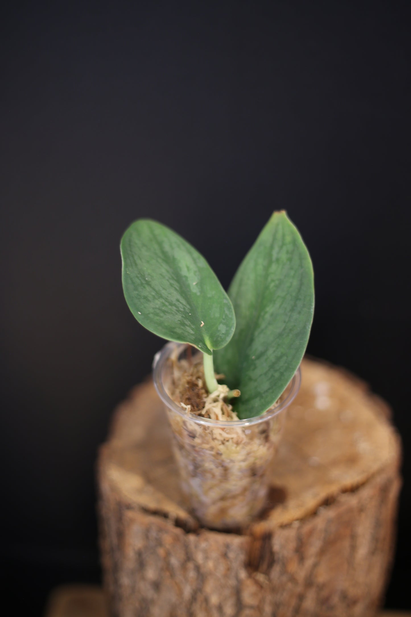 Scindapsus Green Phoenix | Rare Textured Aroid Trailing Houseplant UK