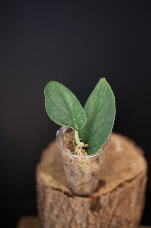 Scindapsus Green Phoenix | Rare Textured Aroid Trailing Houseplant UK