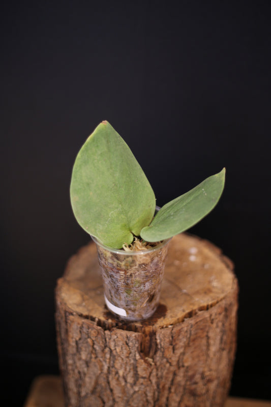 Scindapsus Solaris | Rare Silver Aroid Trailing Houseplant UK Grown