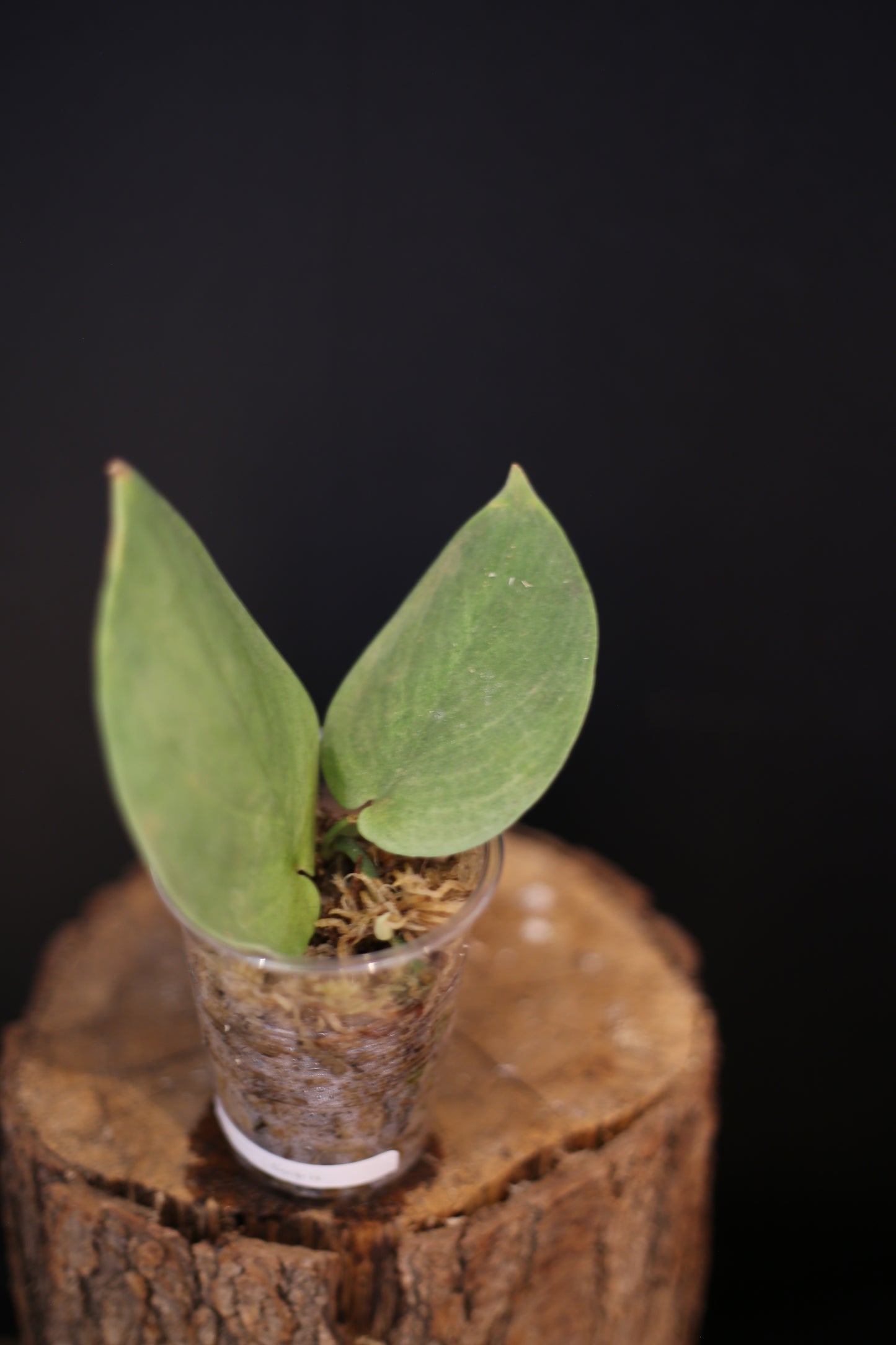 Scindapsus Solaris | Rare Silver Aroid Trailing Houseplant UK Grown
