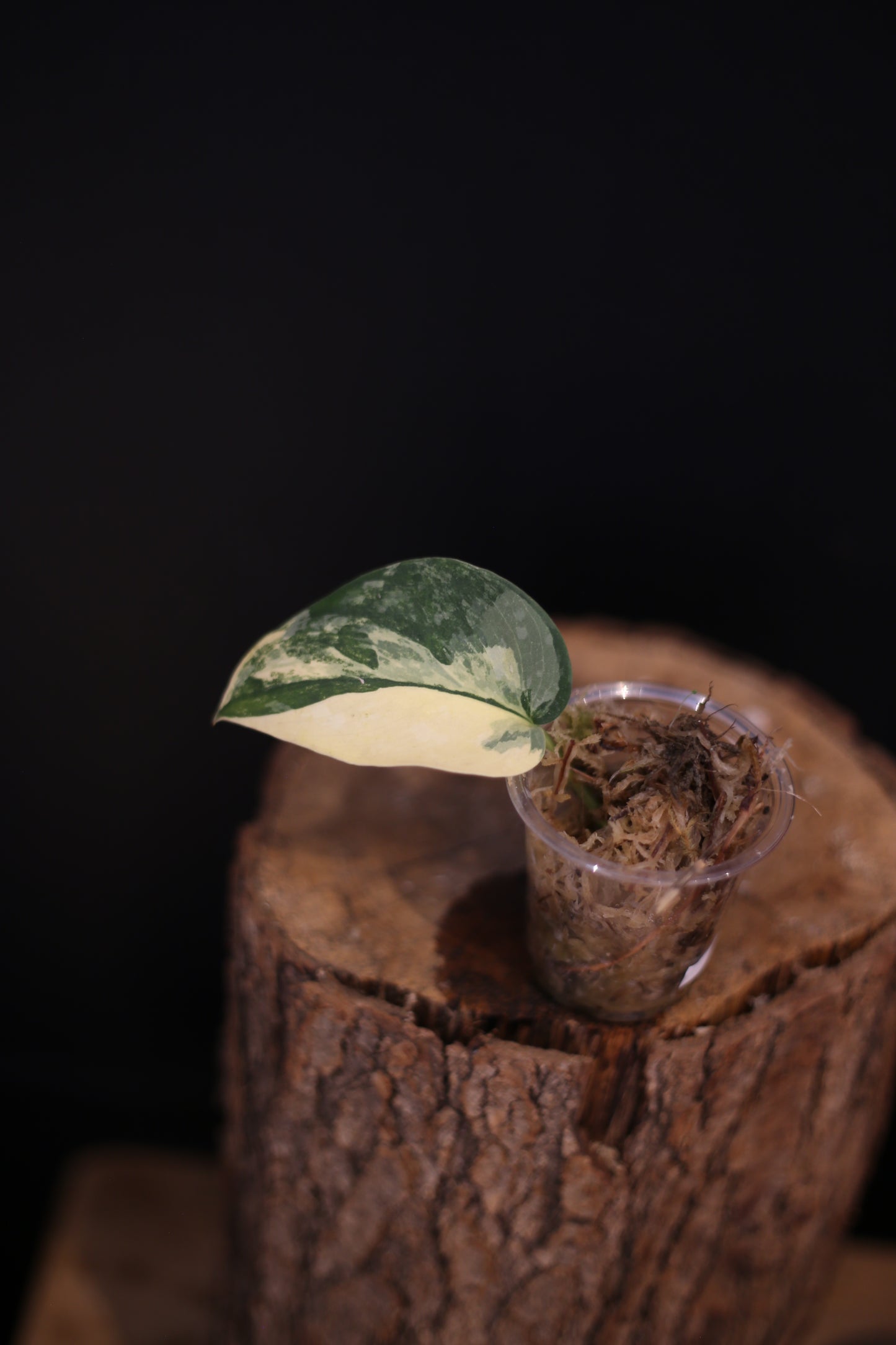 Scindapsus Yellow Phoenix | Rare Golden Aroid Trailing Houseplant UK
