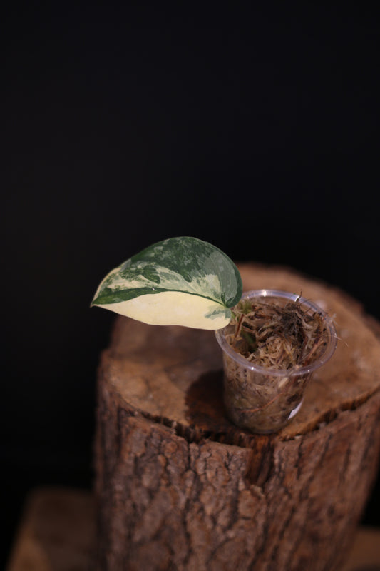 Scindapsus Yellow Phoenix | Rare Golden Aroid Trailing Houseplant UK