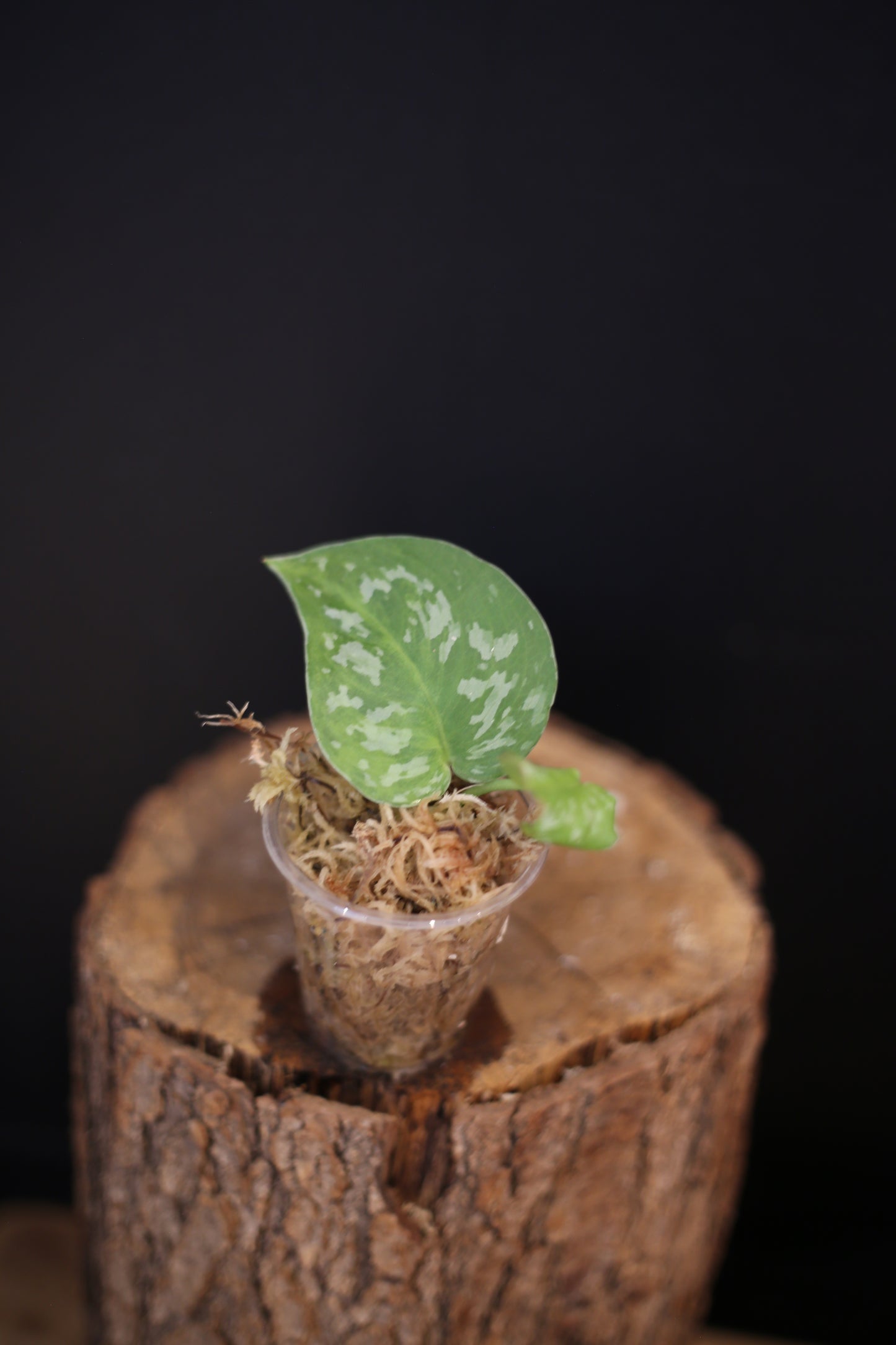 Scindapsus Emerald Mint | Rare Silver Aroid Trailing Houseplant UK