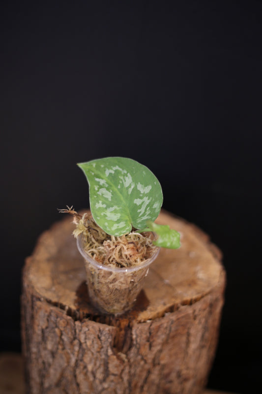 Scindapsus Emerald Mint | Rare Silver Aroid Trailing Houseplant UK