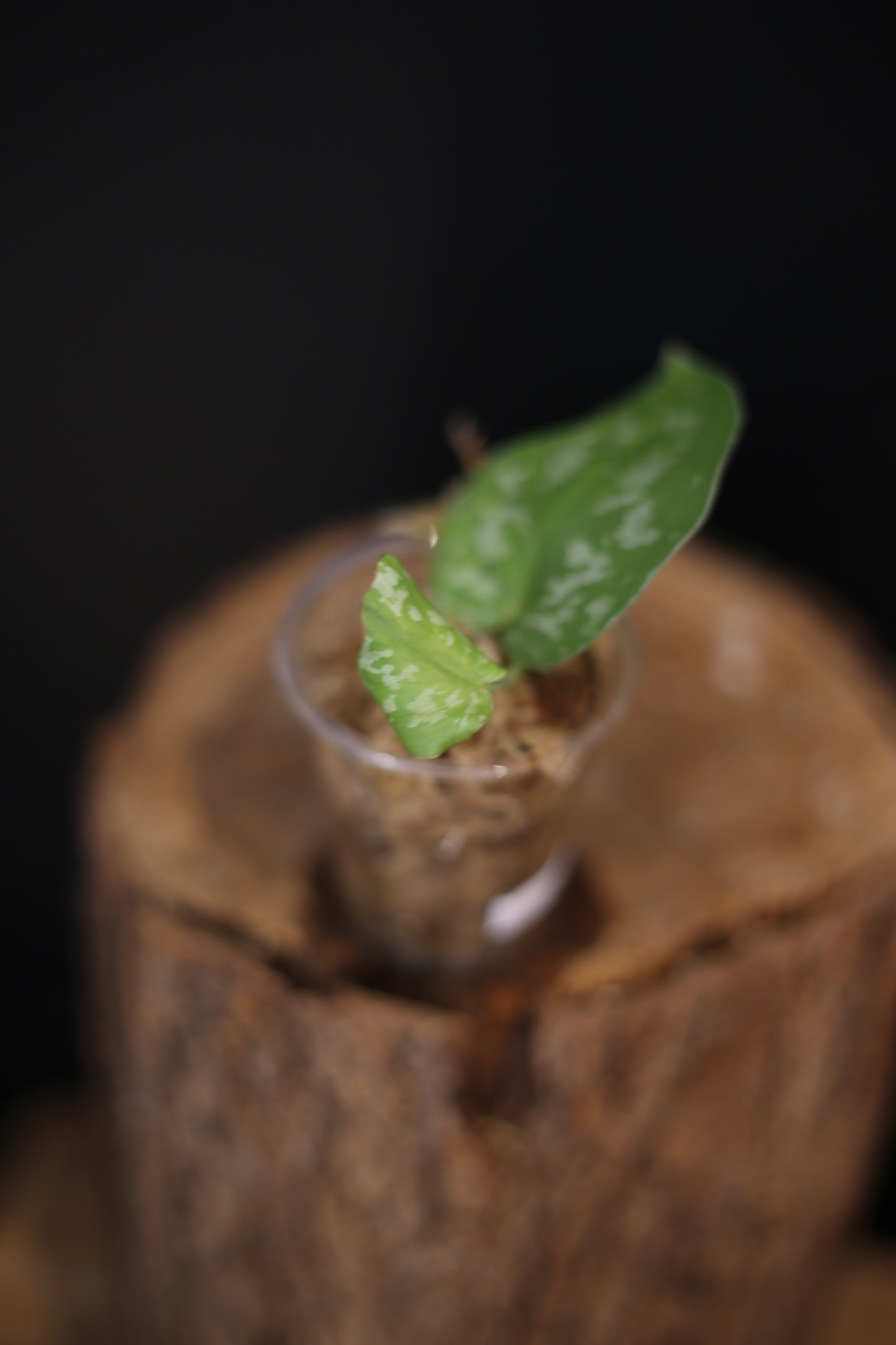 Scindapsus Emerald Mint | Rare Silver Aroid Trailing Houseplant UK