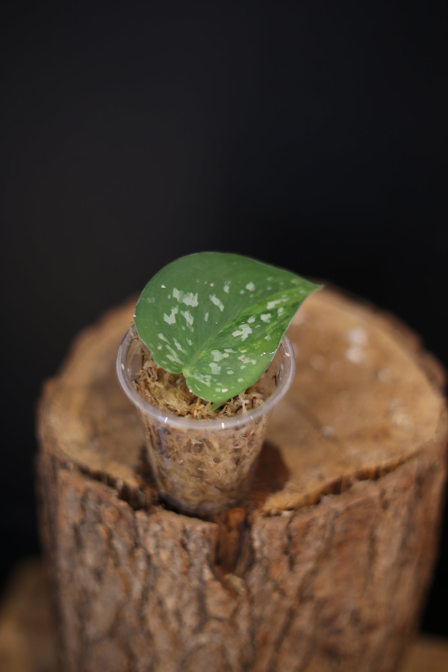 Rare Scindapsus Emerald Mint | Green Silver Marbled Trailing Plant