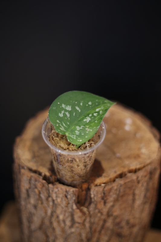 Rare Scindapsus Emerald Mint | Green Silver Marbled Trailing Plant