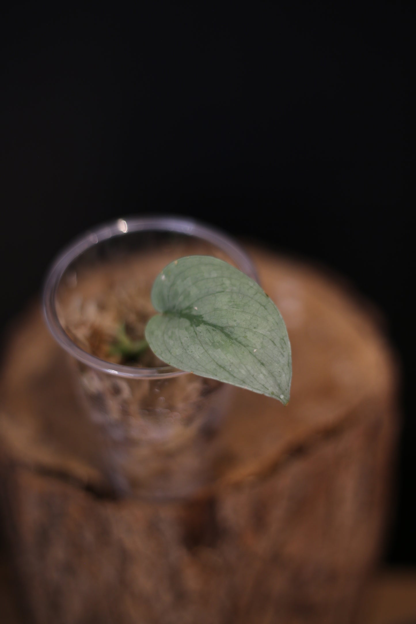 Scindapsus Silver Platinum Mutation | Rare Silver Aroid Houseplant UK