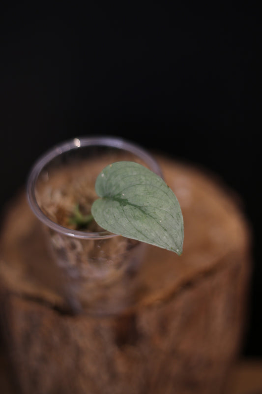Scindapsus Silver Platinum Mutation | Rare Silver Aroid Houseplant UK