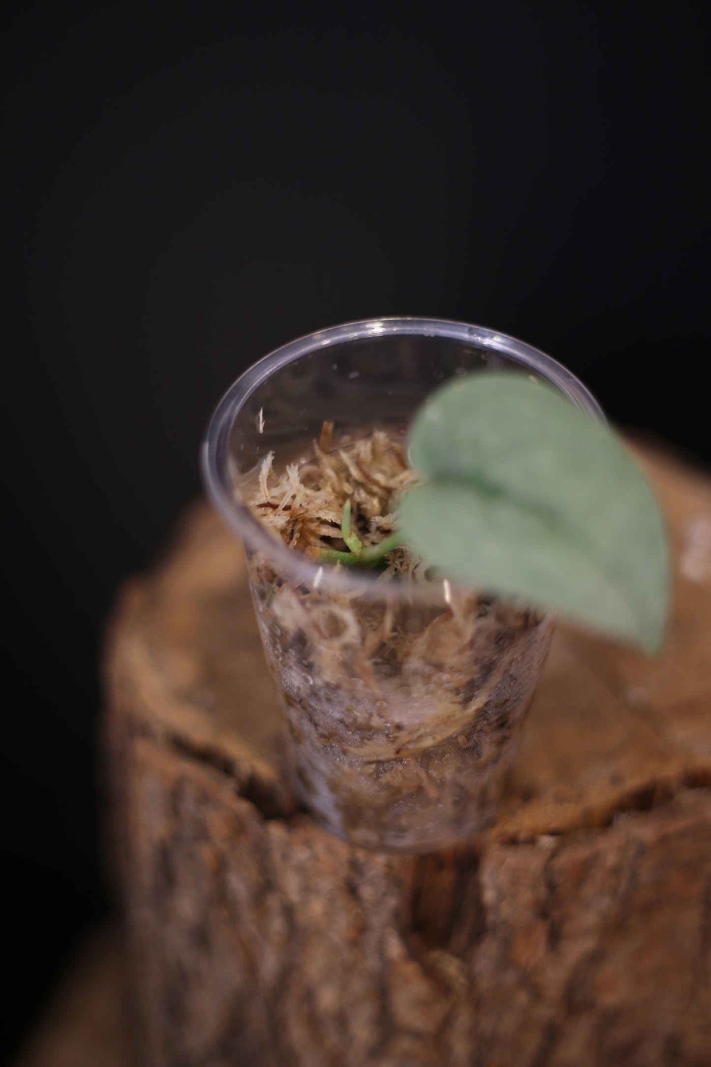 Scindapsus Silver Platinum Mutation | Rare Silver Aroid Houseplant UK