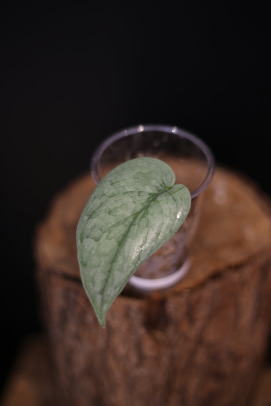 Rare Scindapsus Silver Platinum Mutation | Highly Silvered Trailing Plant