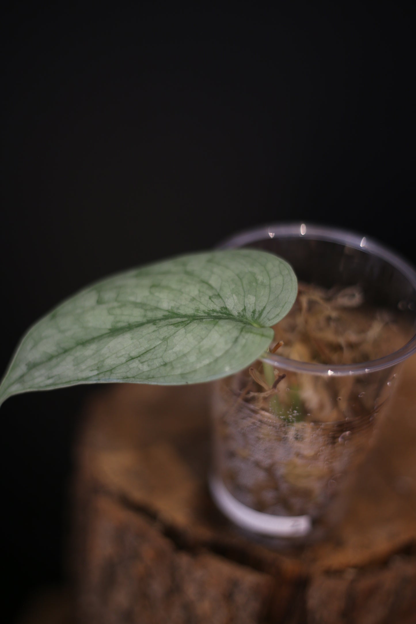 Rare Scindapsus Silver Platinum Mutation | Highly Silvered Trailing Plant