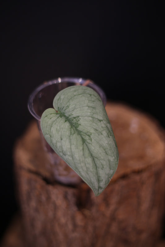Scindapsus Silver Platinum Mutation | Collector Silver Aroid Rare Find