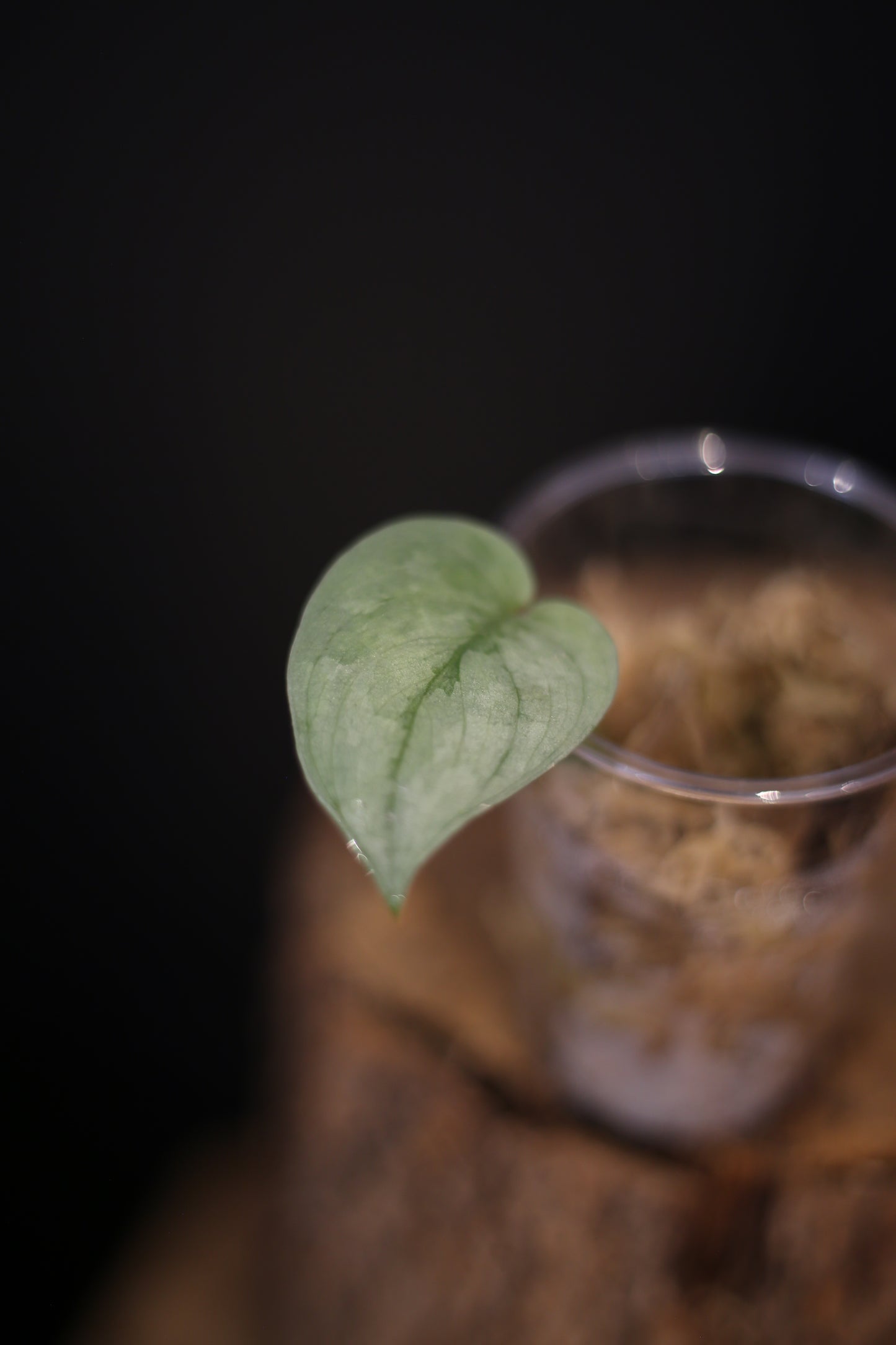 Scindapsus Silver Platinum Mutation | Bright Silver Trailing Houseplant